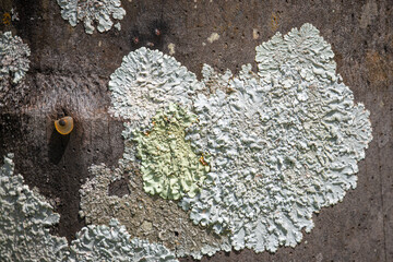 Human interference in nature: a metal rivet in the trunk of a tree covered in greyish-green lichen.