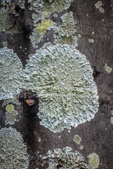 Human interference in nature: a metal rivet in the trunk of a tree covered in greyish-green lichen.