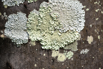 Human interference in nature: words scratched into the bark of a tree with lichen.