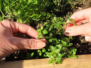 Closeup of woman hands picking fresh herbs. Green leaves of herbs.	