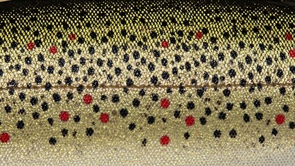 Close-up of a trouts skin showcasing its distinctive spotted pattern and natural coloration.