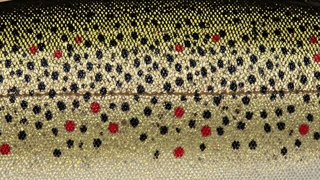 Close-up of a trouts skin showcasing its distinctive spotted pattern and natural coloration.