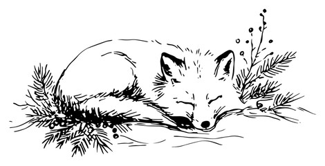 Naklejka premium Sleeping red fox curled up in winter pine branches hand drawn vector sketch illustration of cute forest animal