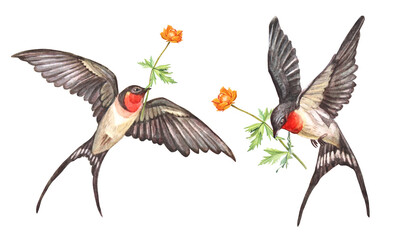 Obraz premium Watercolor set with swift flying swallow with orange flower in sky isolated on white background. Spring and summer bird for card or wedding celebration invite. Clipart for sketchbook. Wallpaper