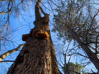 NC Hville Oyster Mushrooms on a Dead Black Oak 2025