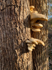 NC Hville Oyster Mushrooms on a Dead Black Oak V2 2025