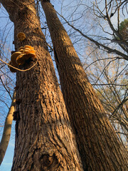 NC Hville Oyster Mushrooms on Dead Black Oaks 2025