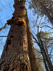 NC Hville Oyster Mushrooms on a Dead Black Oak Vertical 2025