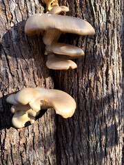 NC Hville Oyster Mushrooms on Dead Tree V 2025