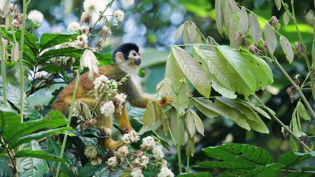 Adorable central american squirrel monkey foraging for food. The primate is sitting on a branch, eating white flowers in the sierpe mangrove forest