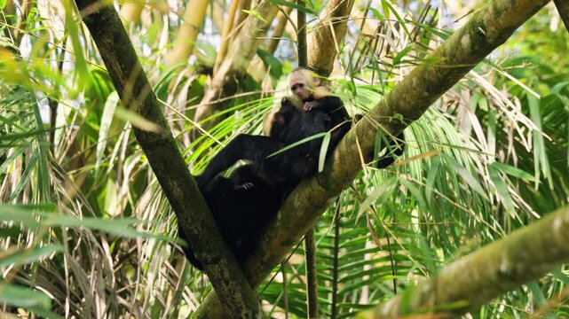 Mother capuchin monkey sitting on a tree branch with her baby in the sierpe mangrove forest of costa rica. The infant clings to its mother