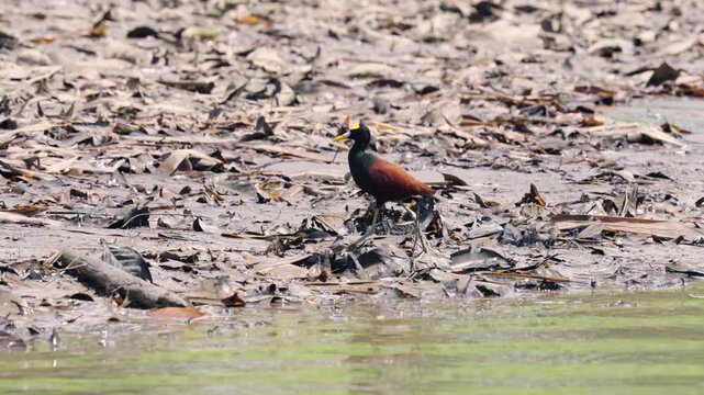 Majestic northern jacana, a tropical wader, meticulously searching for food along the muddy riverbank in the sierpe mangrove forest