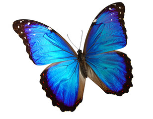 Fototapeta premium A brilliant blue butterfly with open wings against a dark background