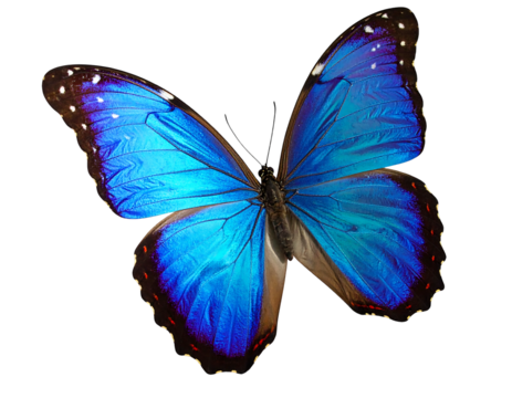 A brilliant blue butterfly with open wings against a dark background