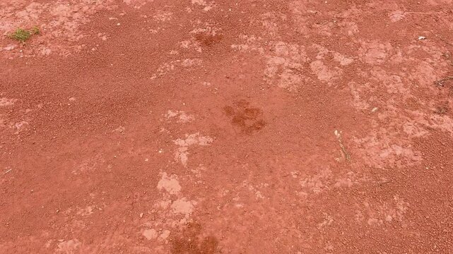 Following in the footsteps of the tapir, Tapirus terrestris, in the reddish, soft earth.
