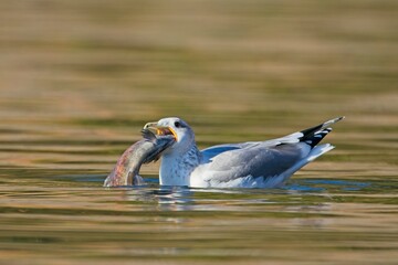  Ring-billed gull tries eating a fish.