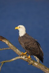  Portraiture of bald eagle.