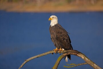   Bald eagle on branch looking for fish.