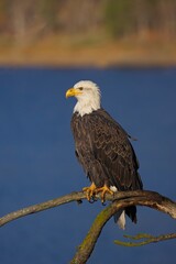  American bald eagle portrait.