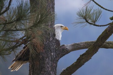   Bald eagle tearing into a fish.