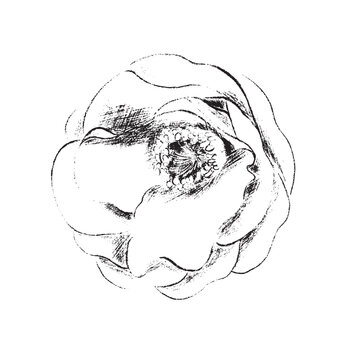 winter foliage esp - camellia flower