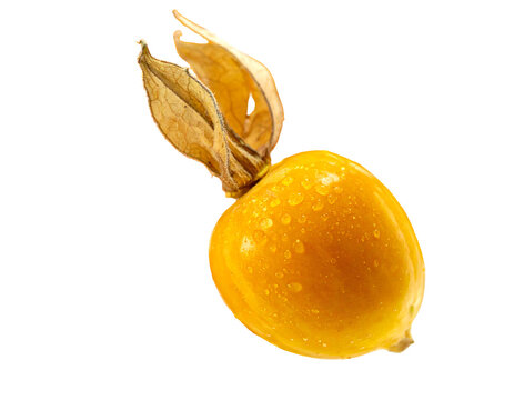 A close-up of a golden physalis fruit with dewdrops, partially enclosed in its papery husk, on a black background