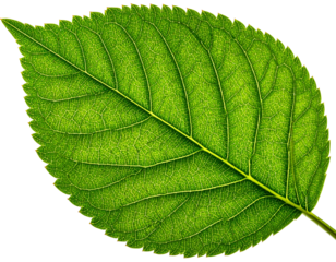 A close-up view of a vibrant green leaf showing detailed veins against a dark, contrasting background