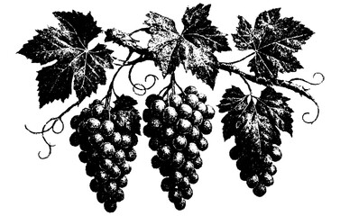 Fototapeta premium Vintage Xerography Grapevine Branch with Grapes, Botanical Engraving Illustration, Rustic Halftone Line Art Clipart