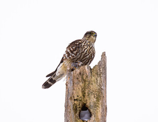 Merlin (Falco columbarius) Surveying Area From Treetop Perch