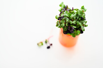 Prescription Container with Organic Broccoli Micro Greens Sprouts on White Background 