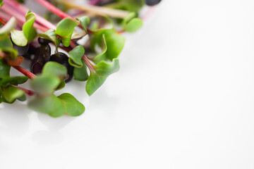 Organic Radish Micro Greens Sprouts on White Background 