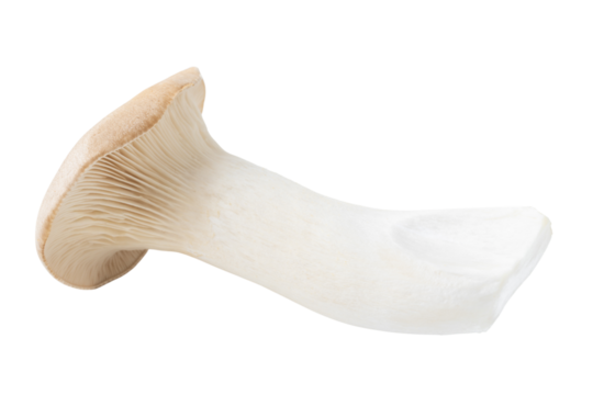 透明背景（png）に1本のエリンギ