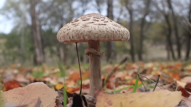The parasol mushroom (Macrolepiota procera) stands majestically in a forest setting, surrounded by a carpet of fallen autumn leaves.