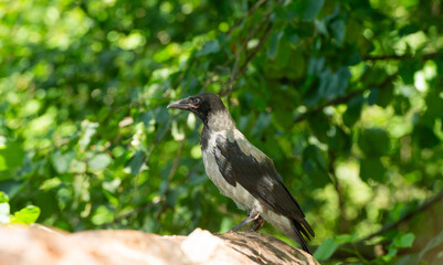 Obraz premium a crow sitting on a log against the backdrop of a forest