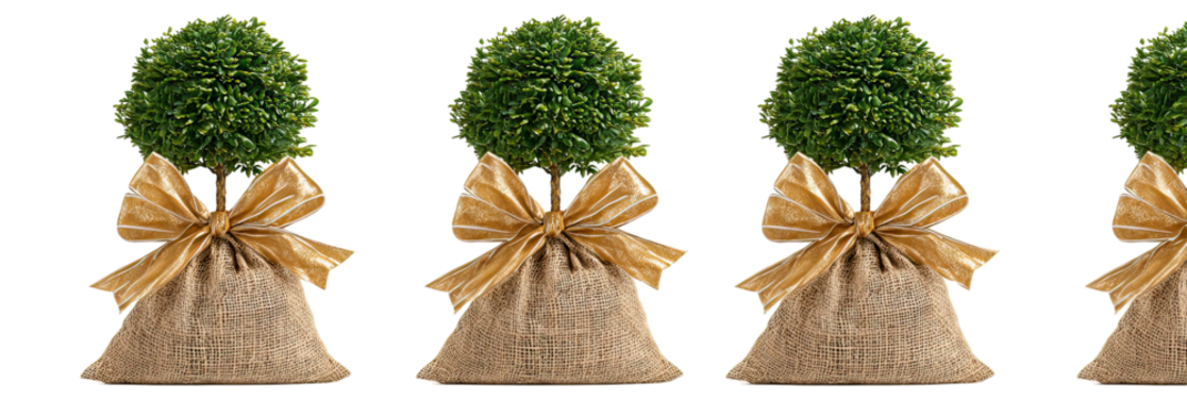 Three slim tall green trees in burlap bags tied with gold ribbon on transparent background