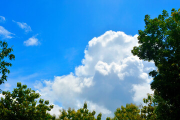 Obraz premium White clouds and blue sky framed by the silhouette of treetops