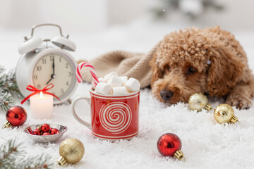 Adorable fluffy dog rests cozily by a warm mug of hot cocoa with marshmallows and festive holiday decorations on a snowy winter morning, evoking comfort and cheer
