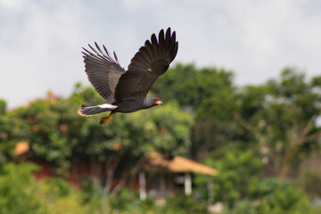 Snail Kite bird flying with spread wings against blue sky with clouds