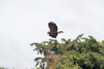 Snail Kite bird flying with spread wings against blue sky with clouds