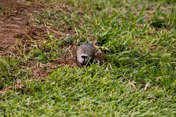 Vigilant Southern Lapwing bird standing on the ground in its natural habitat