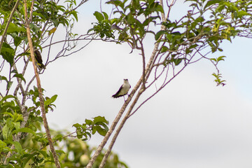 Masked Water-Tyrant bird perched calmly on a tree branch