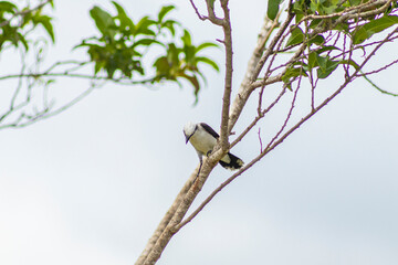 Masked Water-Tyrant bird perched calmly on a tree branch