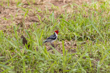 Striking Red-Crested Cardinal bird perched on a branch with vibrant plumage
