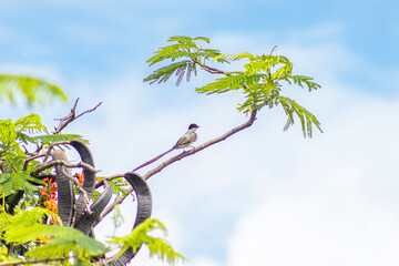 Fork-tailed Flycatcher bird perched on a tree branch against a blue sky