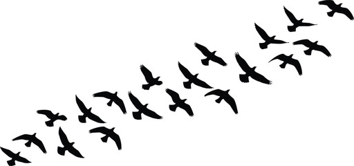 Bird silhouette vector, flying flock formation, black birds in motion, nature flight pattern, wildlife movement, white background, peaceful sky conceptBird silhouette vector, flying flock formation, 