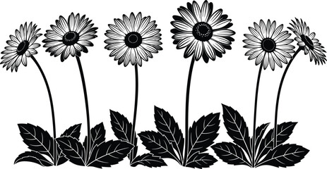 Black and white Gerbera daisy flowers silhouette vector illustration set with detailed petals and leaves, symbolizing nature, springtime, floral arrangement, and botanical graphic design element.