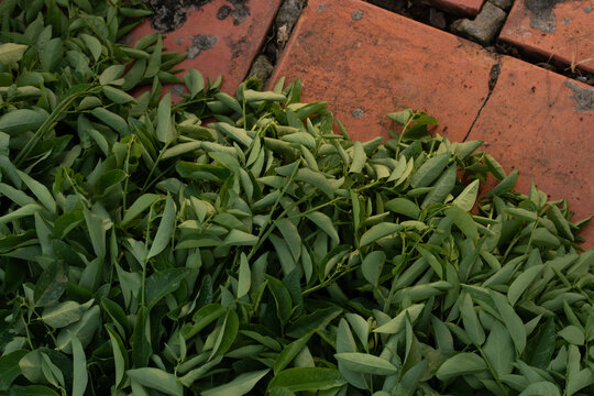 Fresh green star gooseberry leaves katuk vegetables drying on red brick floor texture background