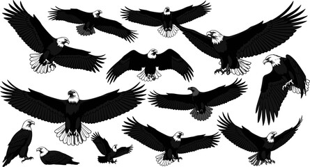 Bald Eagle Vector Illustration Set, Majestic Flying and Perching Poses of the American National Bird, Featuring Detailed Feathers and Wingspan, Isolated Black and White Collection