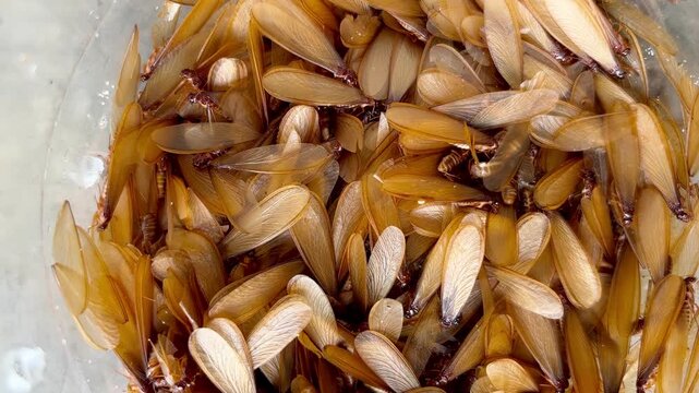 Top-down close-up of a dense swarm of dead winged termites (alates or flying ants) with translucent brown wings, captured in a container after swarming.