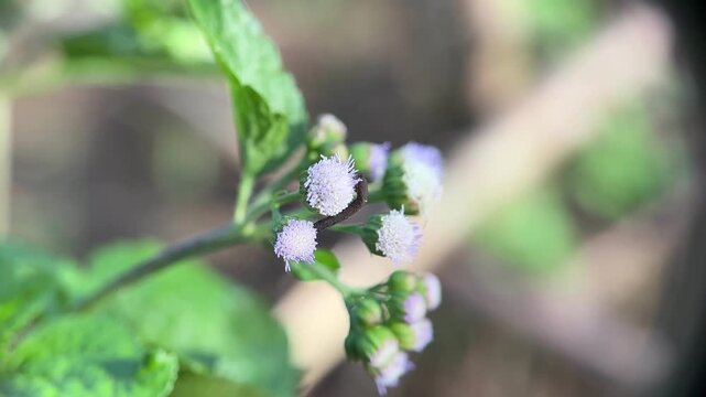Close-up macro of small, fluffy light purple flower buds and blossoms of the Goat Weed plant, with soft green foliage and a blurred background. Ageratum conyzoides.